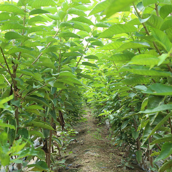 农户直销樱桃苗 拉宾斯樱桃苗易成活 白玉樱桃苗种植前景