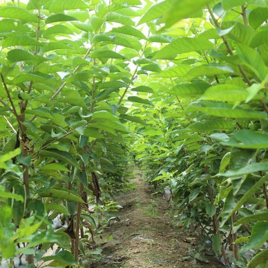 农户直销樱桃苗 拉宾斯樱桃苗易成活 白玉樱桃苗种植前景