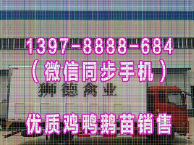 吉安鹅苗孵化场 血毛土鸡苗 贵州本地黑猪