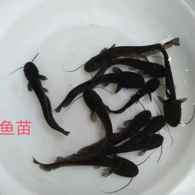 南方大口鲶鱼苗，胡子鲶鱼苗，土塘鲺鱼苗供应，鲶鱼苗有买全国发货包活到家