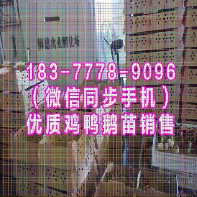 重庆市鸡苗价格行情 西洋鸭苗 黑猪苗批发
