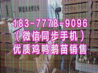 重庆市鸡苗价格行情 西洋鸭苗 黑猪苗批发