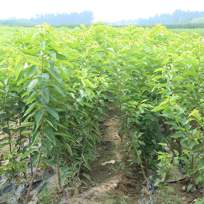 樱桃苗基地 吉塞拉樱桃苗种植 雷尼樱桃苗植株健壮