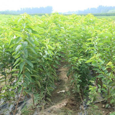 樱桃苗基地 吉塞拉樱桃苗种植 雷尼樱桃苗植株健壮