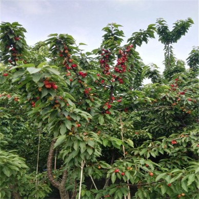 大量批发樱桃苗 吉塞拉樱桃苗产量 1公分樱桃苗价格优惠