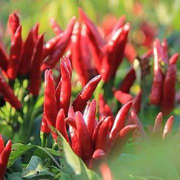 鲜辣椒    辣椒 新鲜辣椒  欢迎来电咨询