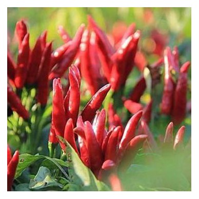 鲜辣椒    辣椒 新鲜辣椒  欢迎来电咨询