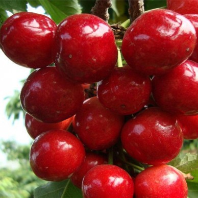 樱桃苗基地 山泉园艺樱桃苗批发 樱桃苗价格 基地直销 欢迎选购 大樱桃苗