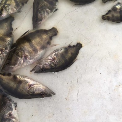 丰镇桂鱼苗鱼苗