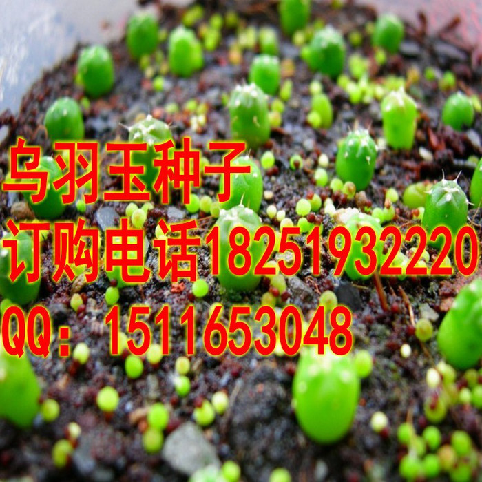 乌羽玉种子 红花乌羽玉 乌鱼 烏羽玉 仙人掌科 属多肉植物 翠冠玉种子