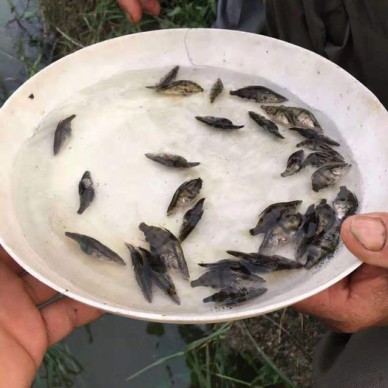 定州鱼苗批发桂鱼苗