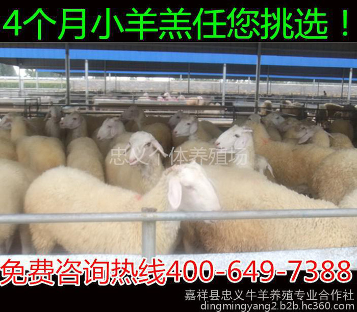 羊 小尾寒羊  小尾寒羊价格 小尾寒羊养殖