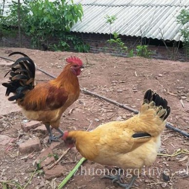 铜梁周边鸡苗批发，铜梁二坪鸡苗厂家