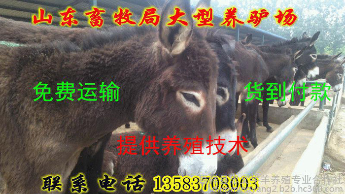 肉驴 优质肉驴 批发肉驴 德州肉驴价格