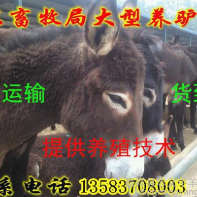 肉驴 优质肉驴 批发肉驴 德州肉驴价格