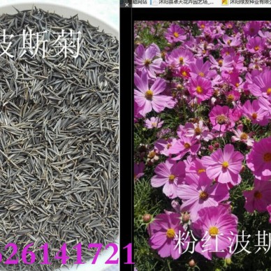 常年批发工程草花种子 波斯菊种子  格桑花种子 波斯菊