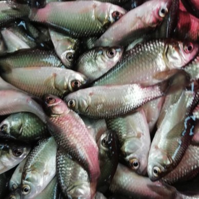 郊区黑鱼苗桂鱼苗