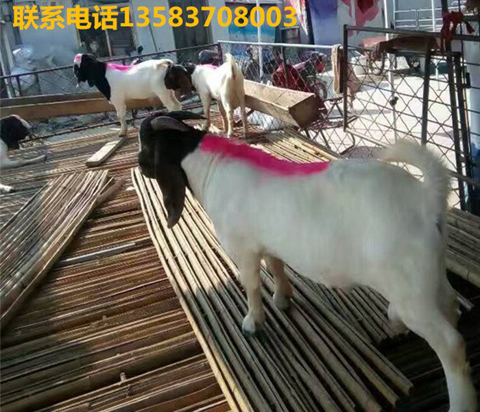 2019年特价纯种活体波尔山羊 活羊羔价格哪有 肉羊多*少钱一只