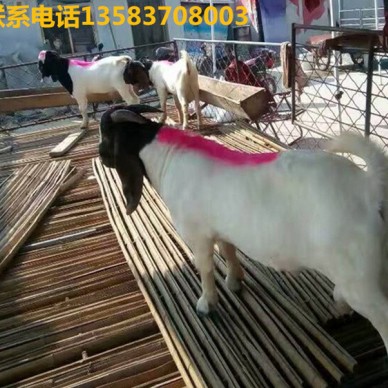 2019年特价纯种活体波尔山羊 活羊羔价格哪有 肉羊多*少钱一只