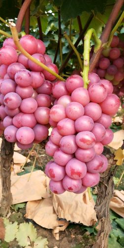 [供]巨峰葡萄、果子甜、果型好，欢迎采购！！