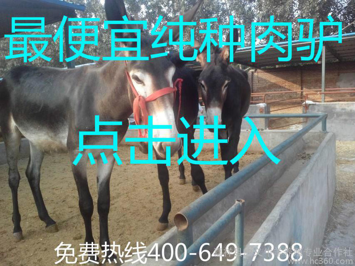 肉驴,肉驴价格,肉驴德州驴养殖