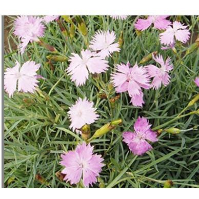 批发国产花卉种子，进口花卉种子：地被石竹种子，五彩石竹种子等