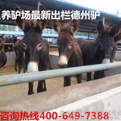 驴 肉驴苗 德州肉驴 价格 肉驴
