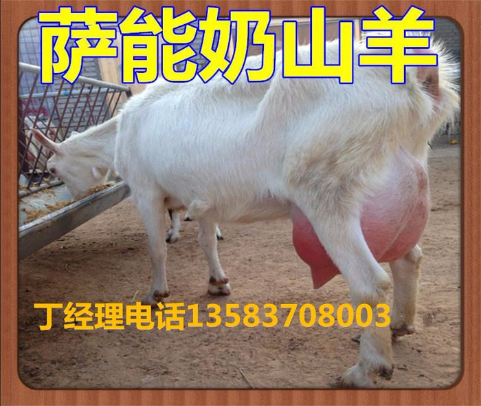 热销散养优质奶山羊价格 山西运城奶山羊 撒能奶山羊