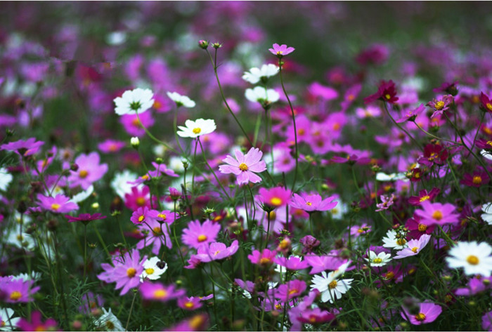 批发波斯菊种子 波斯菊 中杆大花 道路 护坡 景观花卉草籽