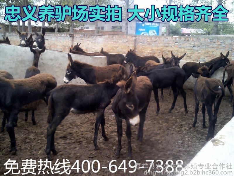 肉驴  肉驴价格 肉驴 活驴价格