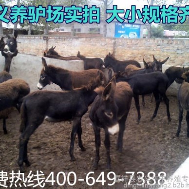 肉驴  肉驴价格 肉驴 活驴价格