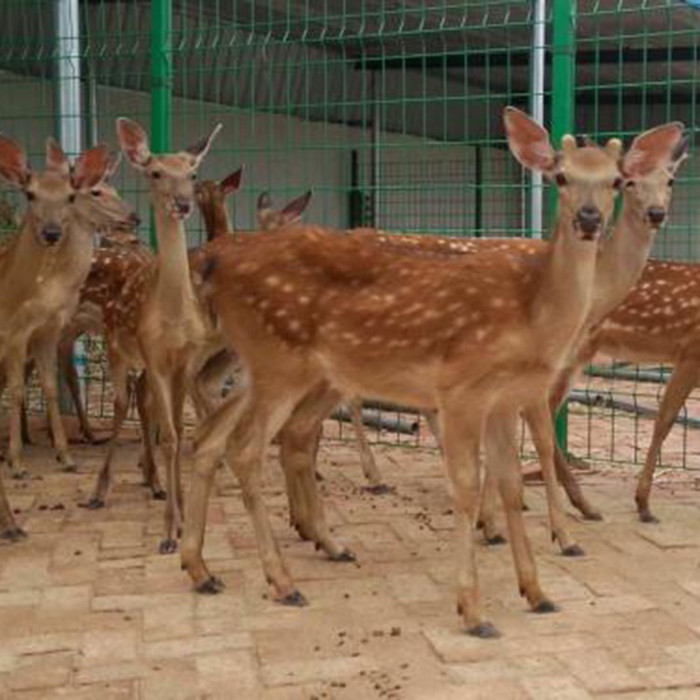 宠物梅花鹿价格 观赏梅花鹿出售 小梅花鹿价格