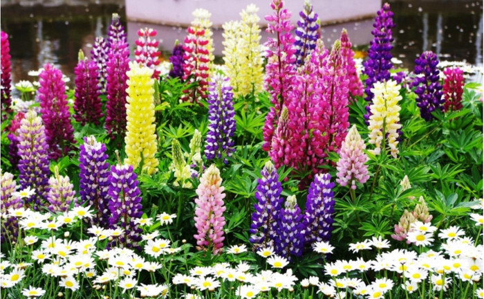 旅游景点专用草花种子  工程草花   进口花卉种子以及种子说明