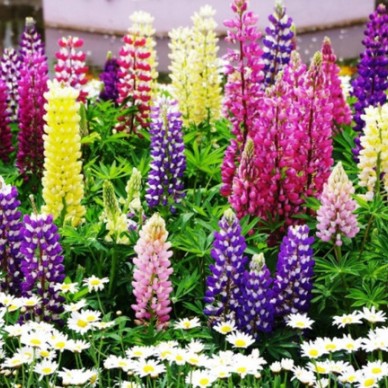 旅游景点专用草花种子  工程草花   进口花卉种子以及种子说明