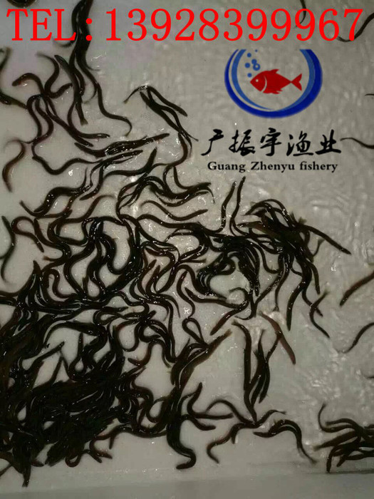 广振宇经营出售青竹鲩鱼苗批发土塘虱价格黄鳝鱼苗批发