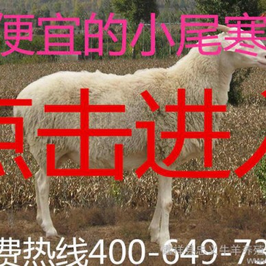 小尾寒羊 小尾寒羊成年母羊 小尾寒羊种羊价格