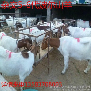 山羊 波尔山羊 波尔山羊苗 波尔山羊种羊价格