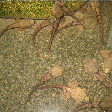 佳鑫石蛙 专业石蛙养殖 石蛙 蛙厂家