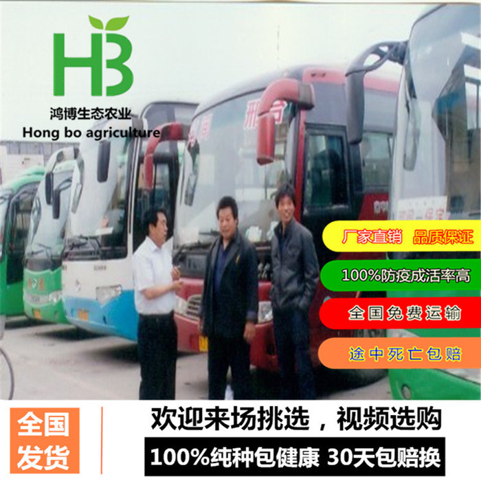 杂交野兔的饲养优势、獭兔养殖、鸿博兔业