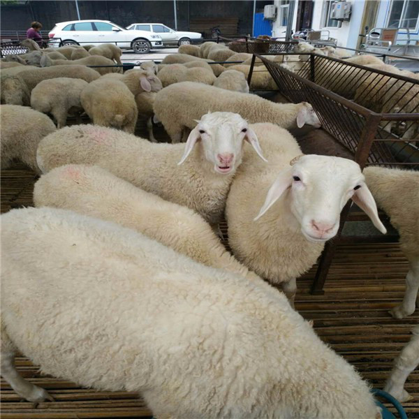 内蒙小尾寒羊养羊场小尾寒羊育肥羊小尾寒羊价格小尾寒羊孕羊  小尾寒羊