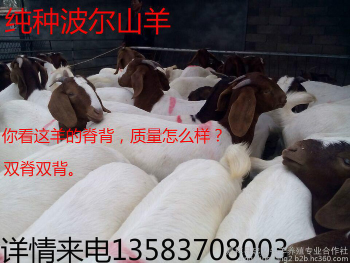 低价波尔山羊 纯波尔山羊 山羊 供应波尔山羊