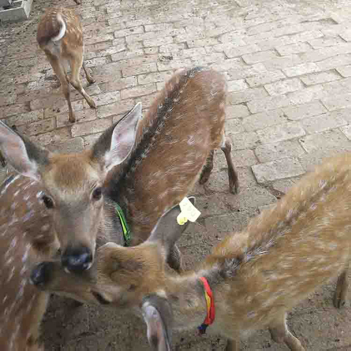 梅花鹿出售  活体梅花鹿养殖基地 梅花鹿养殖基地直销 小梅花鹿幼崽价格