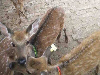 梅花鹿出售  活体梅花鹿养殖基地 梅花鹿养殖基地直销 小梅花鹿幼崽价格