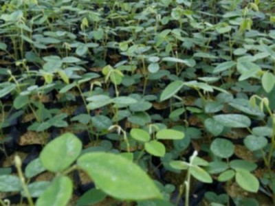 供应黄枝子苗和山豆根苗基地 广西山栀子苗厂家