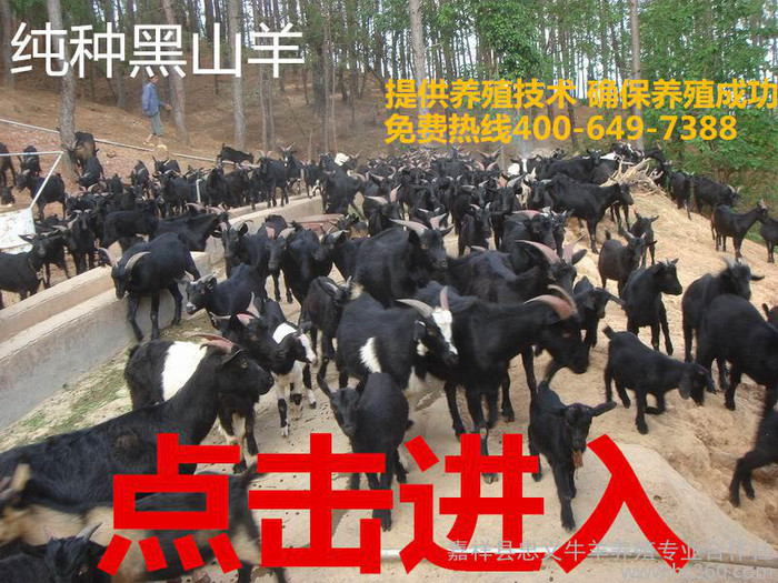 山羊 黑山羊 波尔山羊 黑山羊价格