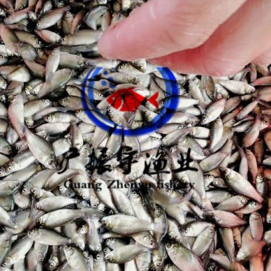 广振宇经营出售鲶鱼鱼苗叉尾鱼价格