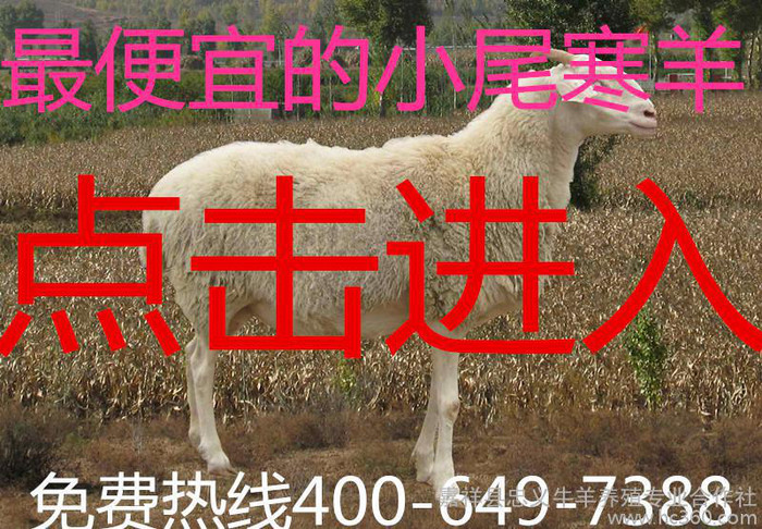 羊-小尾寒羊 纯种小尾寒羊 山羊小尾寒羊