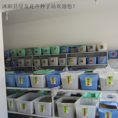 专业批发宿根花卉种子，花卉种子，金鸡菊，大花金鸡菊- 绿友种业