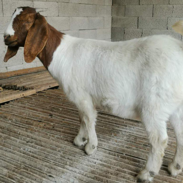 直供 小尾波尔山羊 山东波尔山羊 波尔山羊小羊羔养殖场