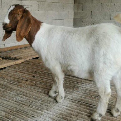 直供 波尔山羊小羊羔 优质波尔山羊种羊 波尔山羊羊苗价位